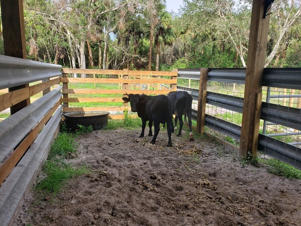 A bull and cow are being detained at HCSO after being captured running at large by HCSO in the area of 6465 CR 78.   
Both are black in color; the cow is black and white with an orange fly tag in one ear and a silver metal tag in the other.  The bull is solid black in color with no other markings or tags.